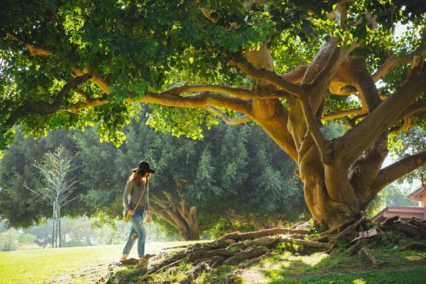Comment les pratiques de sylvothérapie (bain de forêt) peuvent-elles aider dans la perte de poids ?